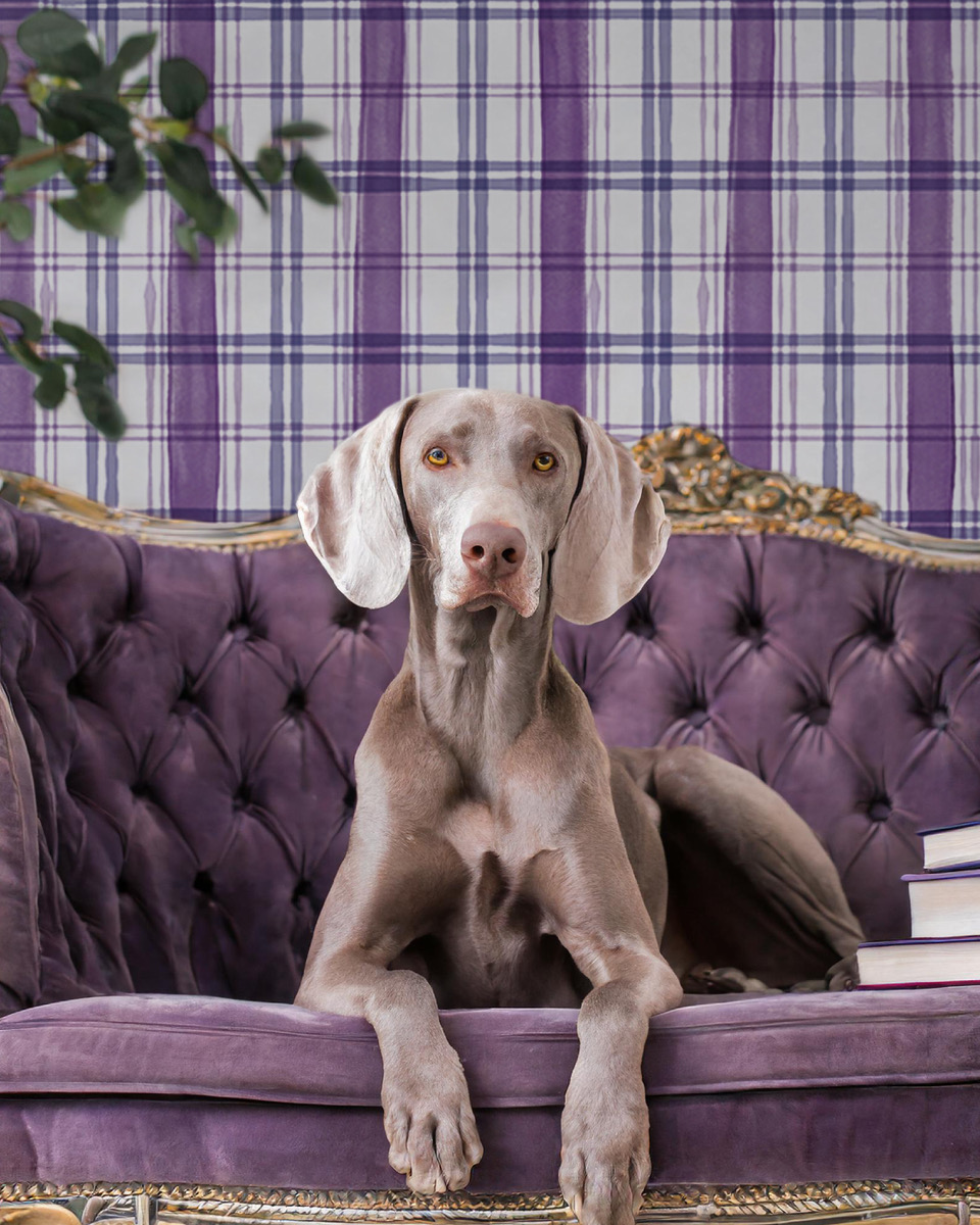 Be Your Home_dog_York Lavender(1)